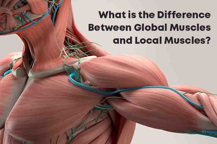 What is the Difference Between Global Muscles and Local Muscles?
