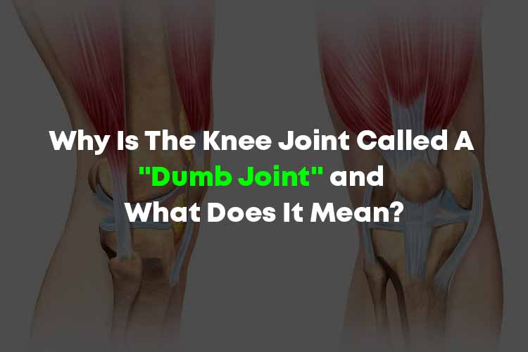 Why Is The Knee Joint Called A "Dumb Joint" and What Does It Mean?
